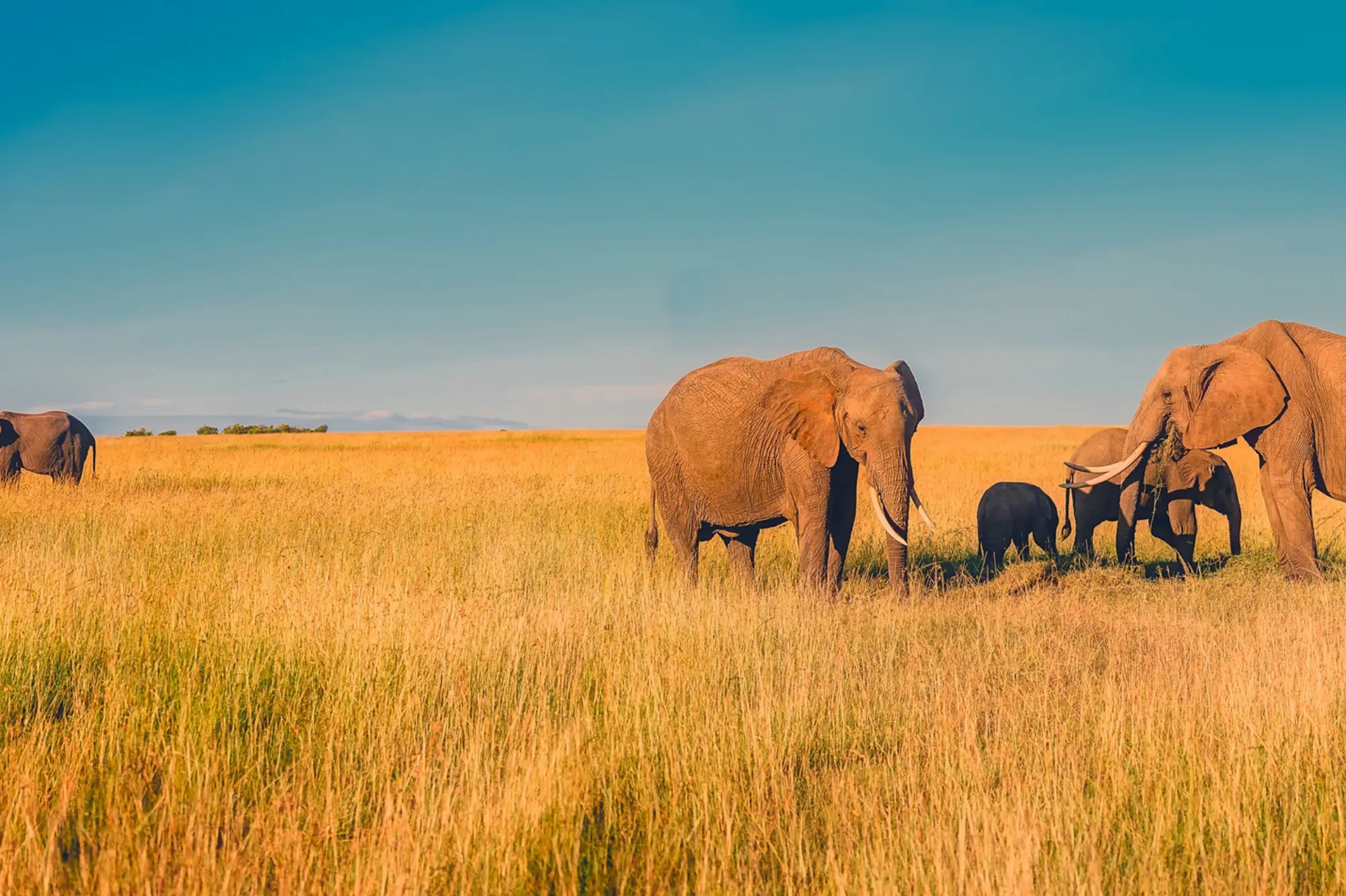 Africa
